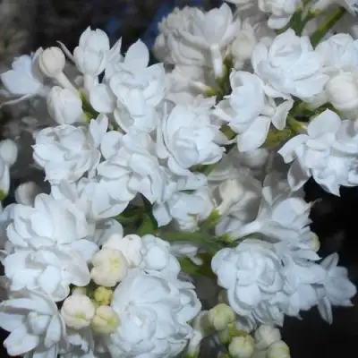 Сирень МИСС ЭЛЕН ВИЛМОТТ в Сморгони