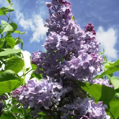 Сирень КРЫЛЬЯ НАДЕЖДЫ в Сморгони