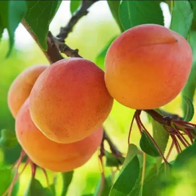 Абрикос ДЕБЮТ в Сморгони