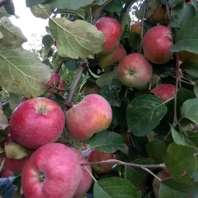 Яблоня АЛЬВА в Сморгони