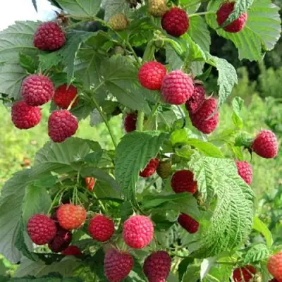 Малина БРУСИЛОВСКАЯ в Сморгони