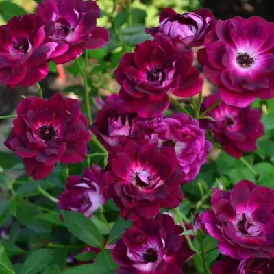 Роза БУРГУНДИ АЙС флорибунда в Сморгони