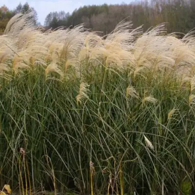 Мискантус ВАНИЛЛА СКАЙ китайский в Сморгони