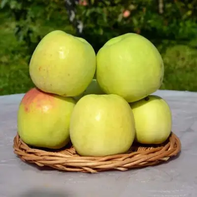 Яблоня БИРСКОЕ ГРУШЕВОЕ (БИЧИК) в Сморгони