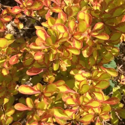 Барбарис САММЕР САНСЕТ тунберга в Сморгони