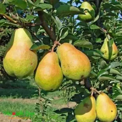 Груша ДОБРЯНКА в Сморгони