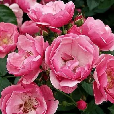 Роза АНГЕЛА флорибунда в Сморгони