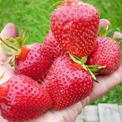 Клубника ЭЛИАНЕ в Сморгони