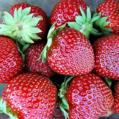 Клубника МАЛЬВИНА в Сморгони