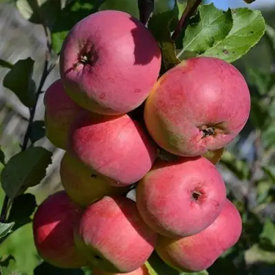 Яблоня ВЭМ-РОЗОВЫЙ в Сморгони