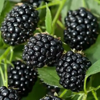 Ежевика ТРИПЛ КРАУН бесшипная  в Сморгони