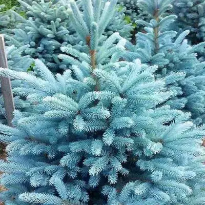 Ель МАДЖЕСТИК БЛЮ колючая в Сморгони