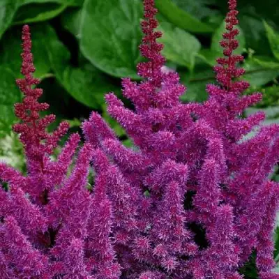 Астильба БЛЭК ЭНД БЛУ китайская в Сморгони