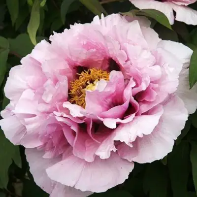 Пион РОЗОВАЯ РЕКА древовидный в Сморгони