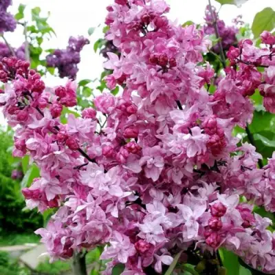 Сирень ОЛИМПИАДА КОЛЕСНИКОВА в Сморгони