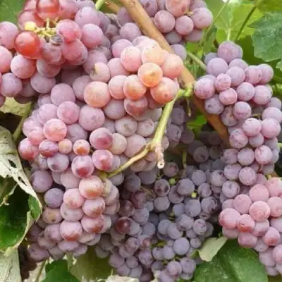 Виноград РИЛАЙНС ПИНК СИДЛИС в Сморгони