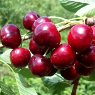 Вишня ВЯНОК в Сморгони