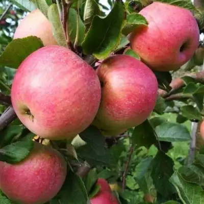 Яблоня ТЕРЕМОК в Сморгони