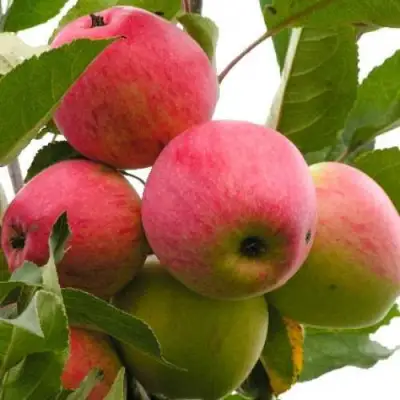 Яблоня МЕЧТА в Сморгони