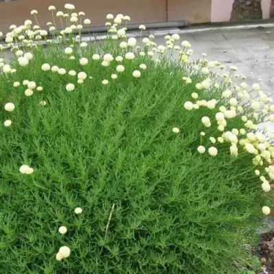 Сантолина зеленеющая в Сморгони