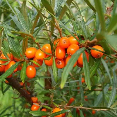 Облепиха БОТАНИЧЕСКАЯ в Сморгони