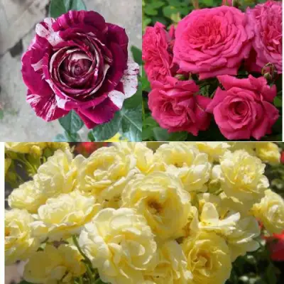 Комплект РОЗОВЫЙ АКЦЕНТ в Сморгони