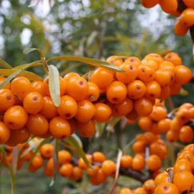 Облепиха РОСИНКА в Сморгони