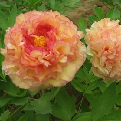 Пион ЗОЛОТАЯ РОССЫПЬ древовидный в Сморгони