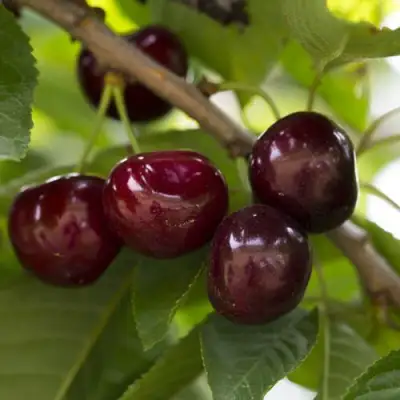 Вишня ЛАСУХА в Сморгони