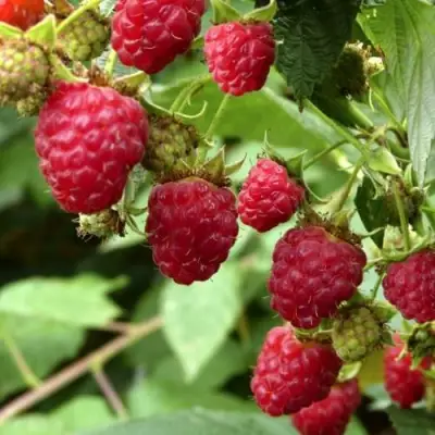 Малина ПРИМАРА в Сморгони