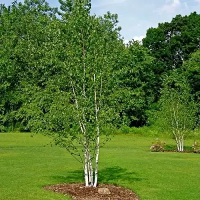 Береза бумажная в Сморгони