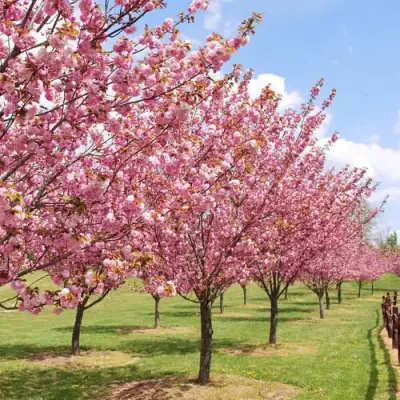 Сакура КАНЗАН в Сморгони