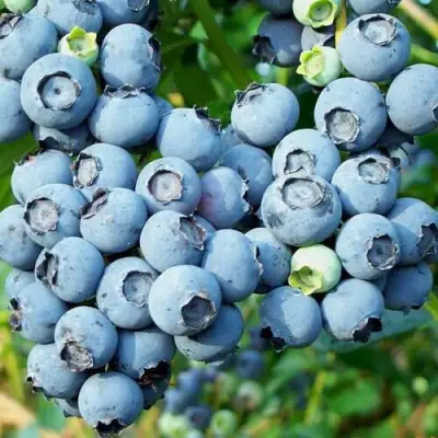 Голубика ПУРУ в Сморгони