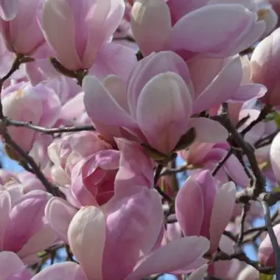 Магнолия ГАЛАКСИ в Сморгони