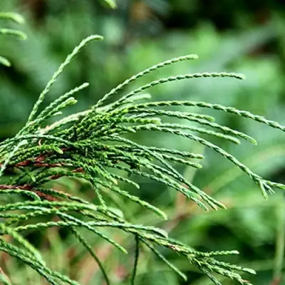 Туя ВИПКОРД складчатая в Сморгони