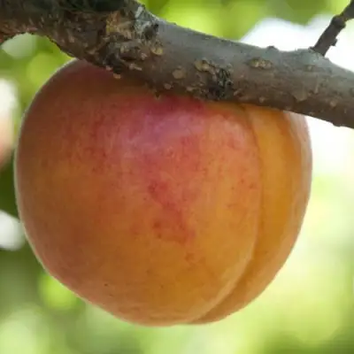  АПРИУМ в Сморгони