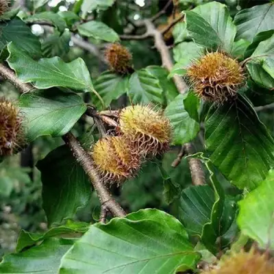 Бук обыкновенный в Сморгони