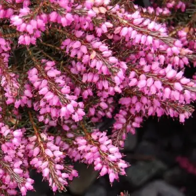 Эрика СТИНКЕ дарленская в Сморгони