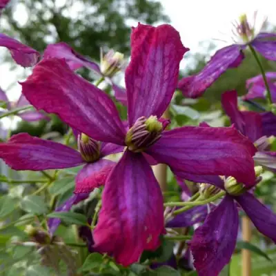 Клематис СВИТ САММЕР ЛАВ в Сморгони