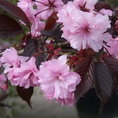 Сакура РОЯЛ БУРГУНДИ в Сморгони