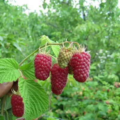 Малина ЛЯЧКА (ЛАШКА, ЛЯШКА) в Сморгони