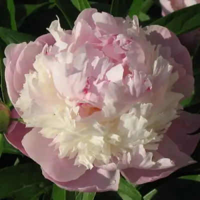 Пион ЩЕРБЕТ травянистый в Сморгони