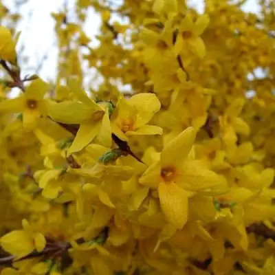 Форзиция ТАРАНДТ промежуточная в Сморгони