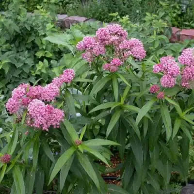 Ваточник МЯСО-КРАСНЫЙ в Сморгони