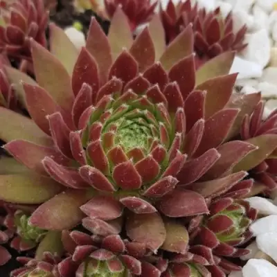 Молодило ЛЮФТШПРУНГ в Сморгони