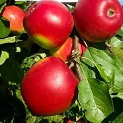 Яблоня РЕДФРИ в Сморгони