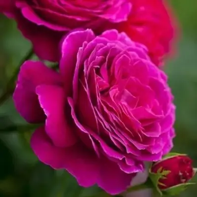 Роза МАЛИНОВЫЙ ЗВОН чайно-гибридная в Сморгони