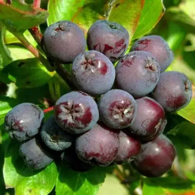 Рябина ЛИКЁРНАЯ сладкоплодная в Сморгони