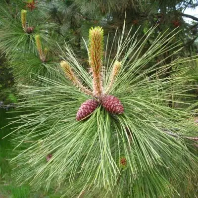 Сосна желтая  в Сморгони