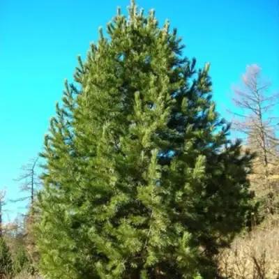 Сосна кедровая сибирская в Сморгони